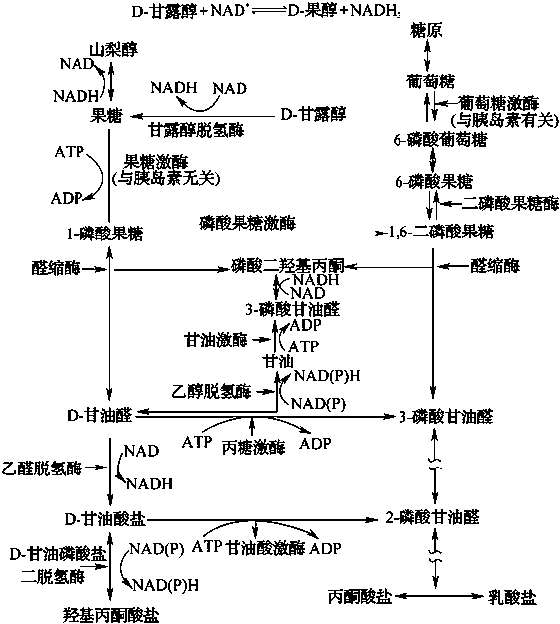 第三节 糖醇的基本生理特点